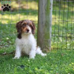 Taffy, Cavapoo Puppy